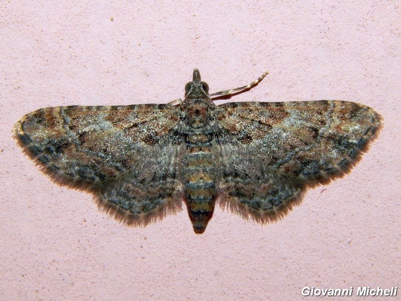 Gymnoscelis rufifasciata?